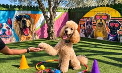 Şanslı Köpekler Bayramı Otelde Geçirecek