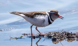 Gaziantep’te Görülen Takkeli Cılıbıt Türkiye’de İlk Oldu