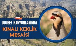Ulubey Kanyonlarında Kınalı Keklik Mesaisi