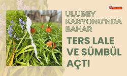 Ulubey Kanyonu’nda Bahar, Ters Lale ve Sümbül Açtı