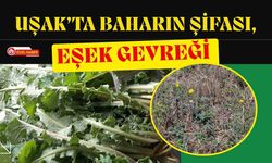 Uşak’ta Baharın Şifası, Eşek Gevreği