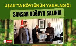 Uşak’ta Köylünün Yakaladığı Sansar Doğaya Salındı