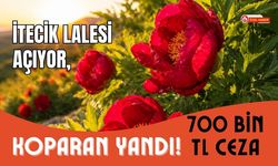 İtecik Lalesi Açıyor, Koparan Yandı! 700 Bin TL Ceza