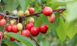 Kiraz Hasreti Bitiyor: 200 Milyon Dolarlık Hedef