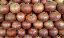 Kuru Soğan İhracatında Patlama! 2026’nın İlk Çeyreğinde 15 Kat Artış