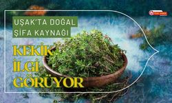 Uşak’ta Doğal Şifa Kaynağı: Kekik İlgi Görüyor