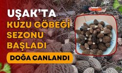 Uşak’ta Kuzu Göbeği Sezonu Başladı, Doğa Canlandı