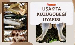 Uşak’ta Kuzugöbeği Uyarısı: Bu Detayı Bilmeyen Toplamasın