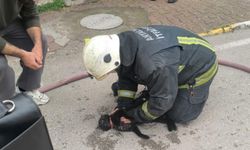 Yangında Bayılan Kediye İtfaiyeden Hayat Veren Müdahale