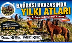 Bağbaşı Havzasında “Yılkı Atları”, Bu Coğrafyanın Yaşayan Hafızası