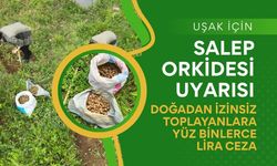 Uşak İçin Salep Orkidesi Uyarısı: Doğadan İzinsiz Toplayanlara Yüz Binlerce Lira Ceza