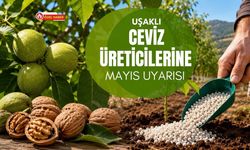 Uşaklı Ceviz Üreticilerine Mayıs Uyarısı, Yanlış Gübreleme Verimi Düşürebilir
