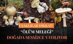 Uşaklılar Dikkat! “Ölüm Meleği” Doğada Sessizce Yayılıyor