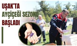 Uşak’ta Ayçiçeği Sezonu Başladı: Çiftçiye Yüzde 75 Hibeli Destek