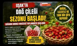 Uşak’ta Dağ Çileği Sezonu Başladı, Kırsalda Toplama Mesaisi Yoğunlaştı