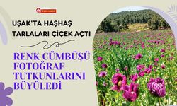Uşak’ta Haşhaş Tarlaları Çiçek Açtı, Renk Cümbüşü Fotoğraf Tutkunlarını Büyüledi
