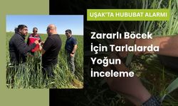 Uşak’ta Hububat Alarmı: Zararlı Böcek İçin Tarlalarda Yoğun İnceleme