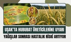 Uşak’ta Hububat Üreticilerine Uyarı: Yağışlar Sonrası Hastalık Riski Artıyor