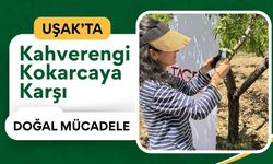 Uşak’ta Kahverengi Kokarcaya Karşı Doğal Mücadele: Binlerce Samuray Arısı Doğaya Salındı