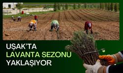 Uşak’ta Lavanta Sezonu Yaklaşıyor: Bölme Mesire Alanı Mor Renge Bürünüyor