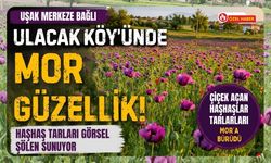 Uşak’ta Mor Şölen, Ulucak Köyü’ndeki Haşhaş Tarlaları Fotoğraf Tutkunlarını Büyülüyor