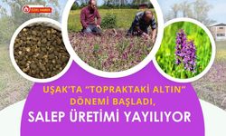 Uşak’ta “Topraktaki Altın” Dönemi Başladı, Salep Üretimi Yayılıyor