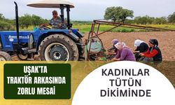 Uşak’ta Traktör Arkasında Zorlu Mesai: Kadınlar Tütün Dikiminde