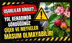 DİKKAT!.. Yol Kenarında Gördüğünüz Çiçek ve Meyveler Masum Olmayabilir!