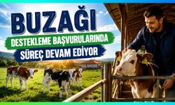 Buzağı Destekleme Başvurularında Süreç Devam Ediyor