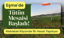 Eşme'de Tütün Mesaisi Başladı! Alahabalı Köyünde İlk Hasat Yapılıyor