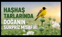 Uşak’ın Haşhaş Tarlalarında Doğanın Sürpriz Misafiri