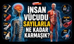 İnsan Vücudu Sayılarla Ne Kadar Karmaşık? Uşaklıları Hayran Bırakan Gerçekler