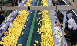 Türkiye’nin Limon İhracatı Rekora Koşuyor, Hedef 500 Milyon Dolar