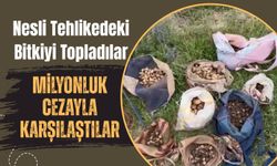 Nesli Tehlikedeki Bitkiyi Topladılar, Milyonluk Cezayla Karşılaştılar