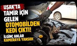 Uşak'ta Tamir İçin Gelen Otomobilden Kedi Çıktı! İlginç Anlar Kameraya Yansıdı