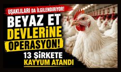 Uşaklıları da İlgilendiriyor! Beyaz Et Devlerine Operasyon, 13 Şirkete Denetim Kayyumu Atandı