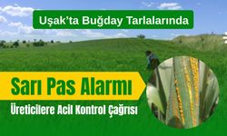 Uşak’ta Buğday Tarlalarında Sarı Pas Alarmı, Üreticilere Acil Kontrol Çağrısı