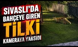 Sivaslı'da Bahçeye Giren Tilki Kameraya Yansıdı