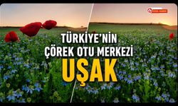 Türkiye'nin Çörek Otu Merkezi Uşak! Üretimin Yarısı Bu Topraklardan Karşılanıyor