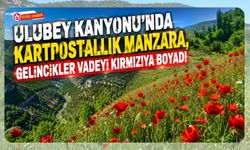 Ulubey Kanyonu'nda Kartpostallık Manzara, Gelincikler Vadeyi Kırmızıya Boyadı