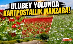 Ulubey Yolunda Kartpostallık Manzara! Çörekotu Tarlasındaki Gelincikler Hayran Bıraktı