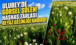 Ulubey’de Görsel Şölen! Haşhaş Tarlası Beyaz Gelinliği Andırdı