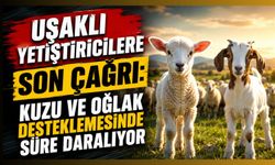 Uşaklı Yetiştiricilere Son Çağrı: Kuzu ve Oğlak Desteklemesinde Süre Daralıyor