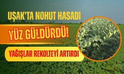 Uşak'ta Nohut Hasadı Yüz Güldürdü! Yağışlar Rekolteyi Artırdı