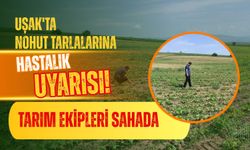 Uşak'ta Nohut Tarlalarına Hastalık Uyarısı! Tarım Ekipleri Sahada