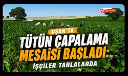 Uşak’ta Tütün Çapalama Mesaisi Başladı: İşçiler Tarlalarda