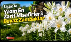 Uşak'ta Yazın En Zarif Misafirleri, Beyaz Zambaklar