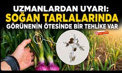 Uzmanlardan Uyarı! Soğan Tarlalarında Görünenin Ötesinde Bir Tehlike Var