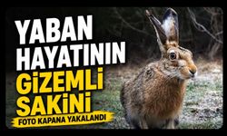 Yaban Hayatının Gizemli Sakini Foto Kapana Yakalandı