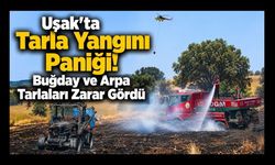 Uşak'ta Buğday ve Arpa Tarlaları Zarar Gördü